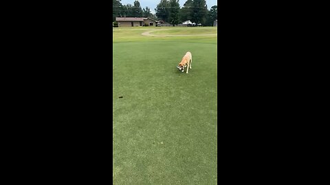 Dog’s Athletic Skills & Ability To Read The Greens Is Amazing!⛳️🏀🐕