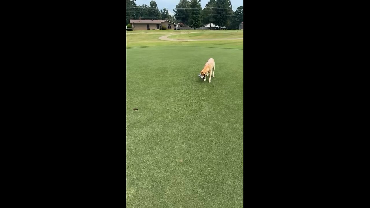 Dog’s Athletic Skills & Ability To Read The Greens Is Amazing!⛳️🏀🐕