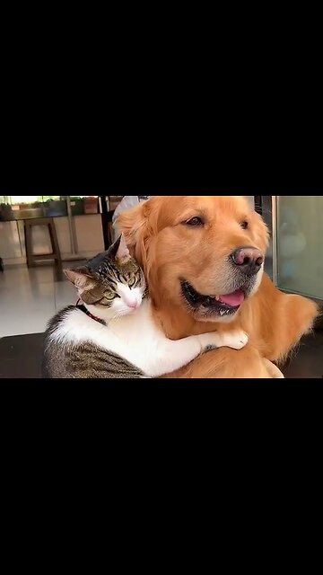 Friendship between cat and dog