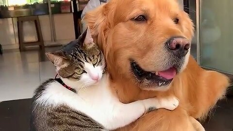 Friendship between cat and dog