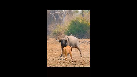 Lions vs. Buffalo|Wildlife Showdow