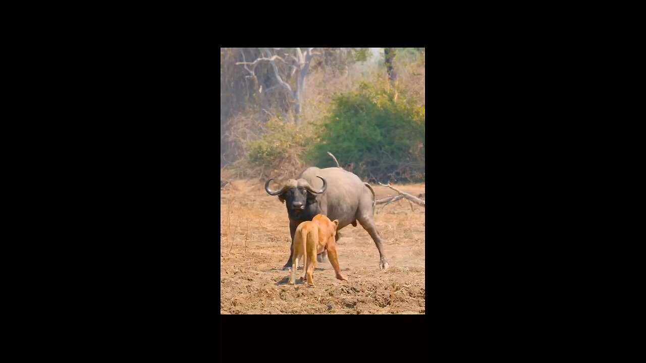 Lions vs. Buffalo|Wildlife Showdow
