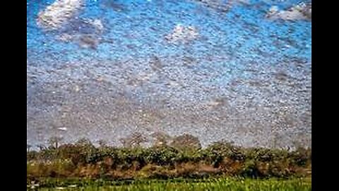 The Locust Army and Asymmetrical Warfare