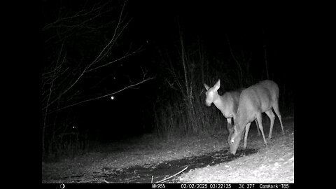 Deer Cam 02-02-2025