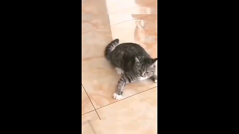 funny cat