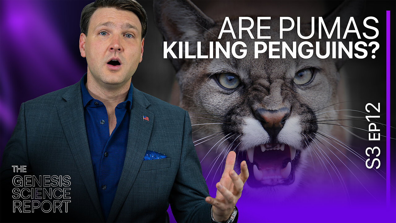 Pumas Are Killing Penguins - What It Tells Us About Creation | Genesis Science Report - S03, Ep12
