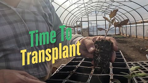 Time to transplant Tomatoes!