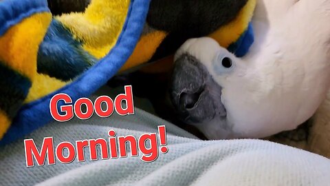 Good Sunday Morning With An Onni Cockatoo