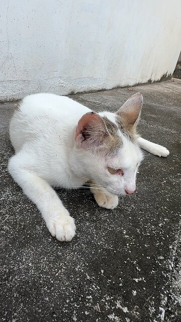 Cute White Cat Resting Peacefully – Calm Street Moment😴❤️🐈