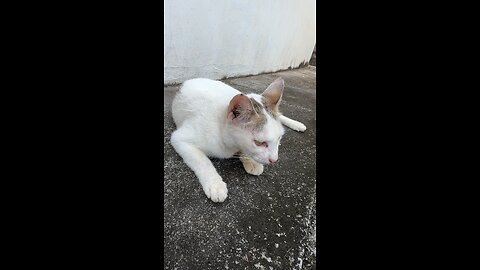 Cute White Cat Resting Peacefully – Calm Street Moment😴❤️🐈