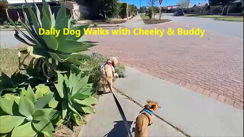 🐾Daily Dog Walks with Chiqui & Buddy