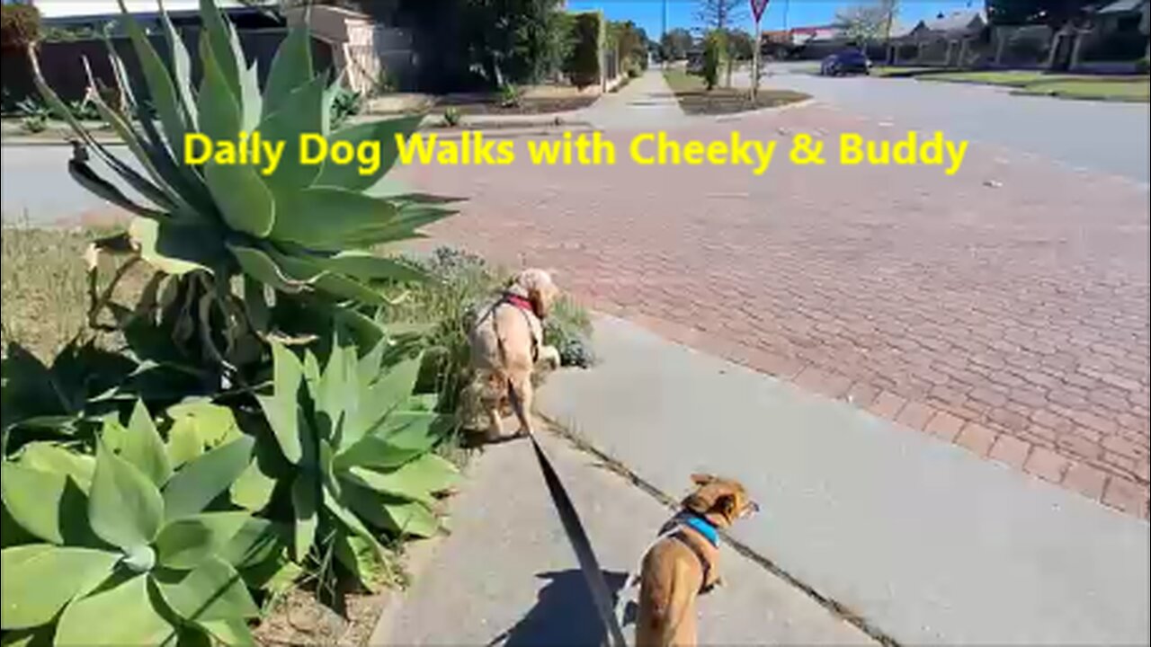 🐾Daily Dog Walks with Chiqui & Buddy