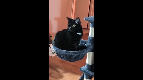 My Cutie