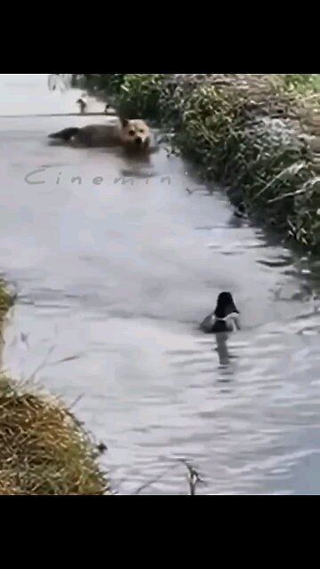 Heartwarming Moments with Playful Pets 🐾Viral viralhuskey Dogs & Puppies viral videos funny videos