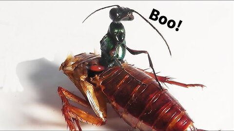 Bull Ant Vs Cockroach !! 😱😱