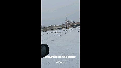 Cute Seagulls