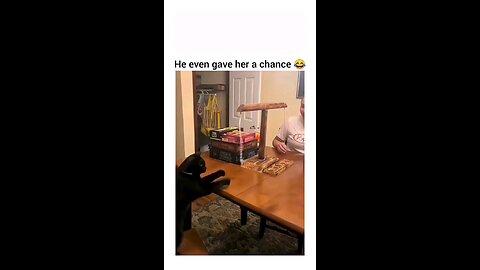 Undefeated cat