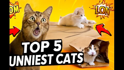 "5 FUNNIEST Cat Moments You MUST See! 😹🔥"