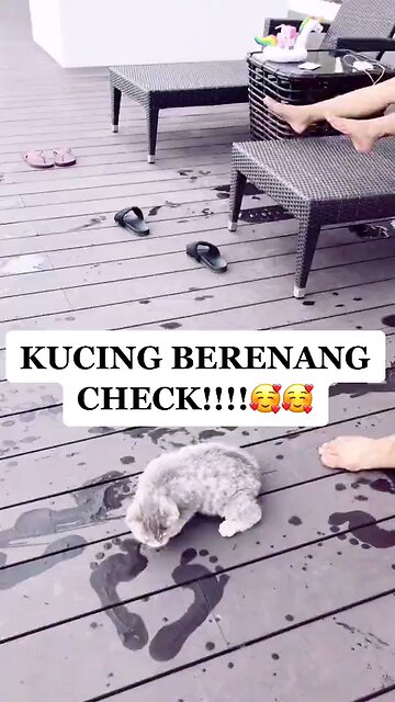 Funny Cat Video Collection Part 3