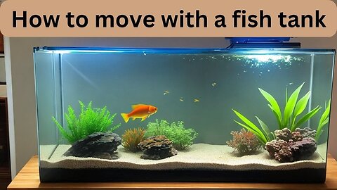 How to Move with a Fish Tank Safely & Stress-Free