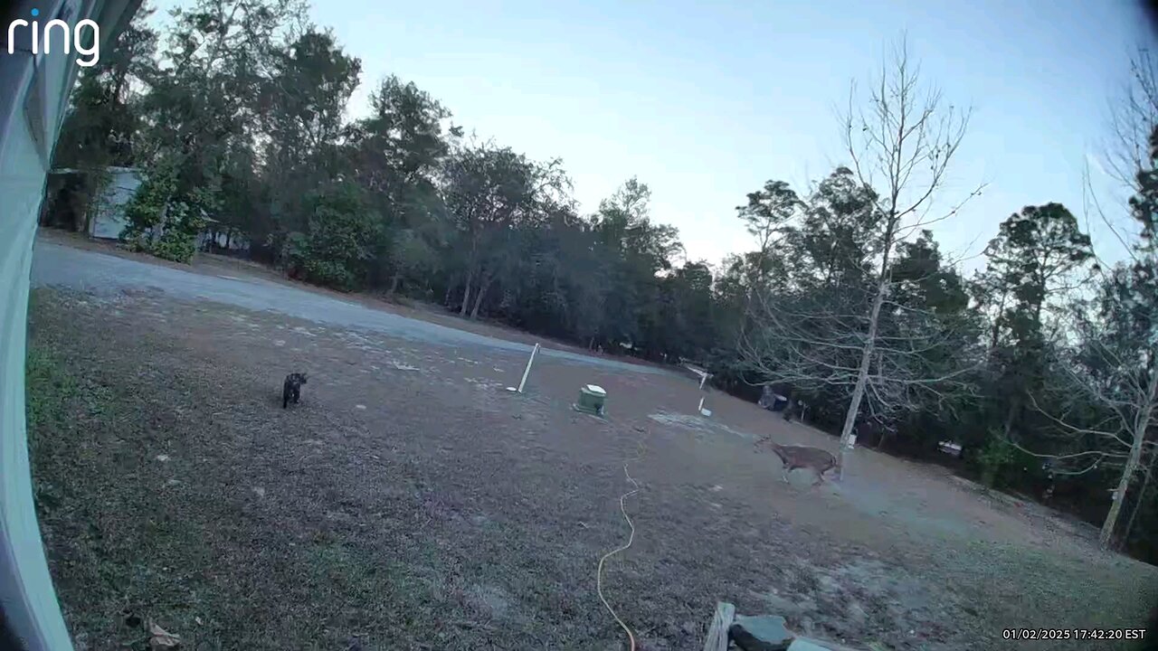 Deer doesn't like Stray cat in her yard 1/2/25