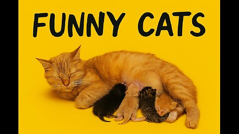 Cutest Cat Moment Ever: Must Watch!