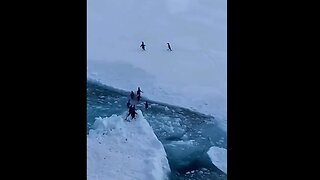 Oh my gosh.. volume up...🐧🤣 Dan post almost 4 yrs ago, PENGUINS SAYING "It's Happening