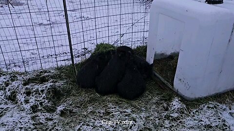 Graham Family Farm: 7:30 AM January 3rd 2025
