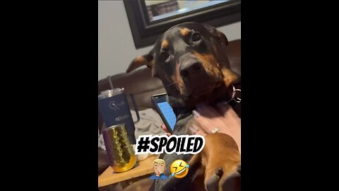 Doberman Comfort Level: Vader Completely Spoiled on Stephanie 🐾🤣