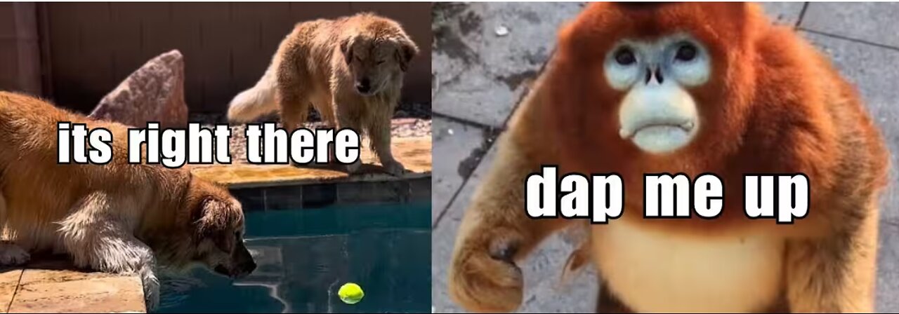 Funny Animal Voice Overs | HAHA | pt.9