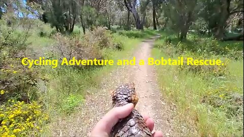 🦎🚴‍♀️Cycling Adventure and a Bobtail Rescue. From Kingsbridge Park to Yaberoo Budjara Trail. Perth.