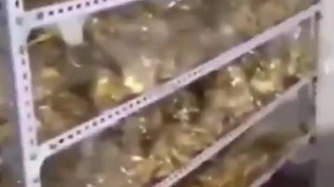 Busted with tons of gold! A Chinese official sentenced to death for corruption