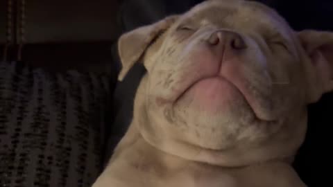 Puppy enjoys nap