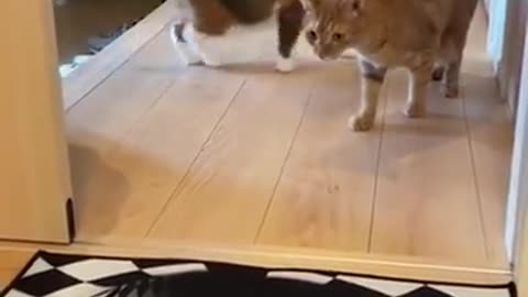 😂🐶 Watch This Dog's Hilarious Struggle with Caution! | FunFM
