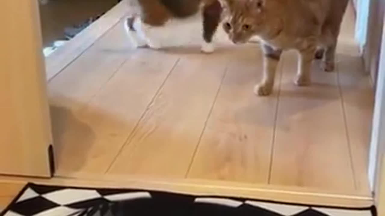 😂🐶 Watch This Dog's Hilarious Struggle with Caution! | FunFM