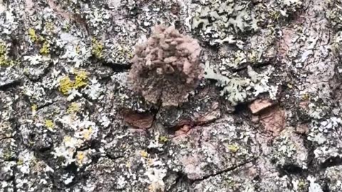 🌿🦋 Mind Blown! Watch These Lacewing Larvae Turn Themselves into Lichen! | FeedMyCuriosity