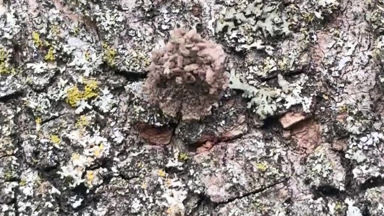 🌿🦋 Mind Blown! Watch These Lacewing Larvae Turn Themselves into Lichen! | FeedMyCuriosity