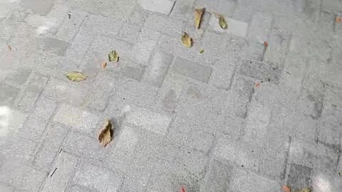 The Gentle Dance of Leaves in the Wind