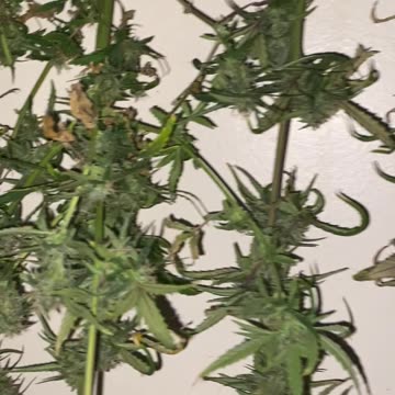 Mango Smile Harvest by Mephisto Genetics grown by Patrick Henry The Batman