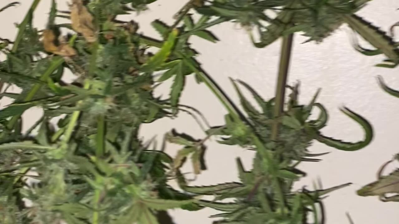 Mango Smile Harvest by Mephisto Genetics grown by Batman