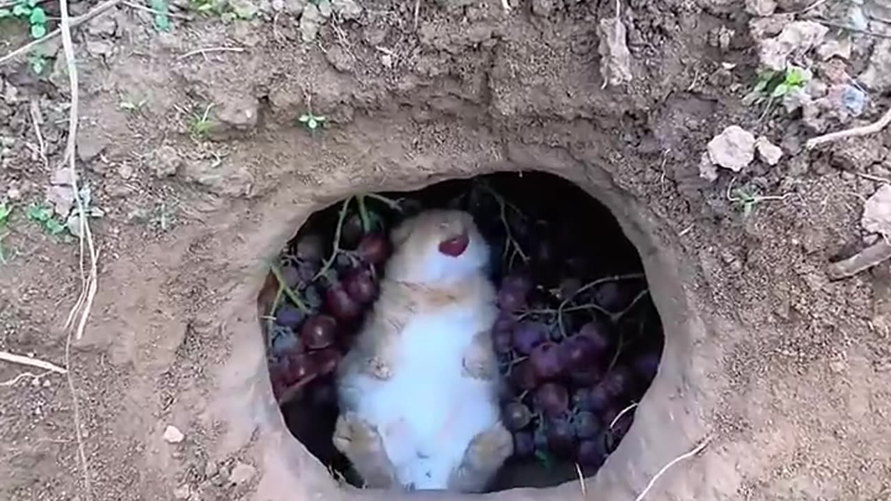 Rabbit eating greaps