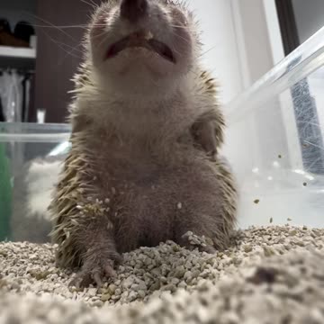 Hedge hog sign language? 😊