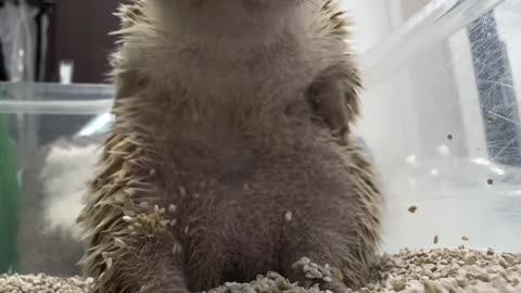 Hedge hog sign language? 😊