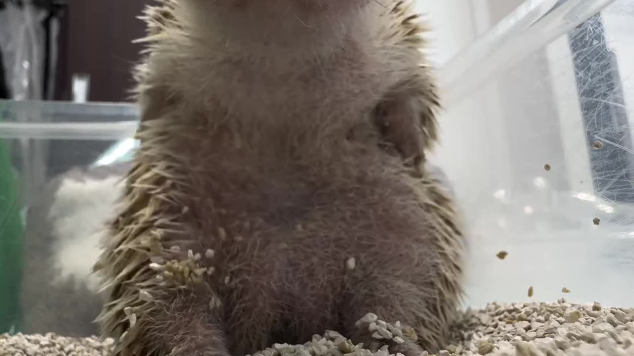 Hedge hog sign language? 😊