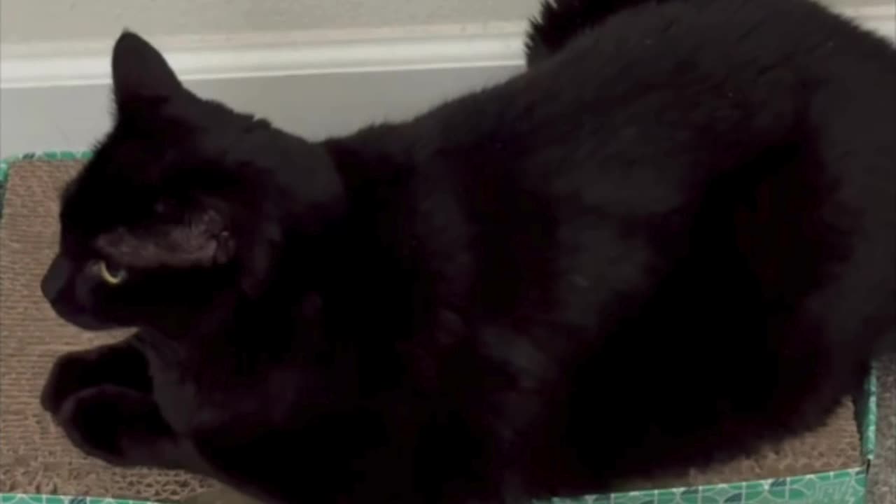 Precious Piper Looks Very Cute in the Office - My Adopted Shelter Cat Vlog #shorts