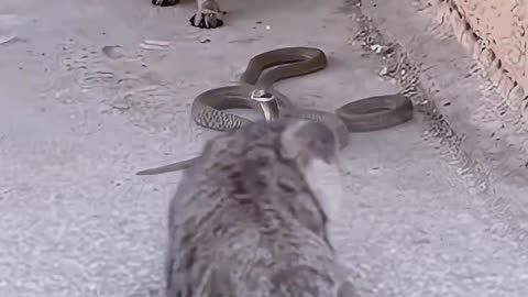 The cat is fighting a poisonous snake