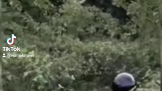 U.A.P. Footage in the jungle