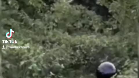 U.A.P. Footage in the jungle