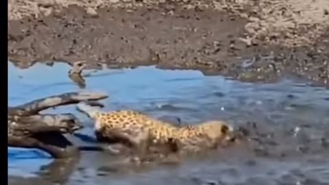 Leopard hunting fish