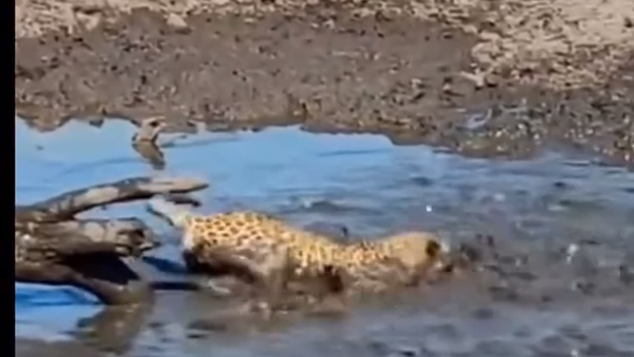 Leopard hunting fish